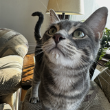 Entry image for Gus