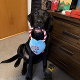 Entry image for Cooper