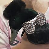 Entry image for Gus