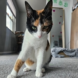 Entry image for Honk