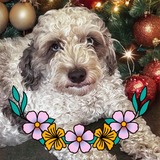 Entry image for Miley
