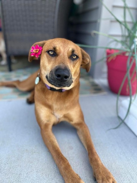 Entry image for Maple Syrup . Clicking this image will show a larger photo