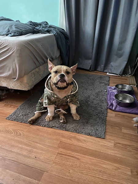 Entry image for Modi. Clicking this image will show a larger photo