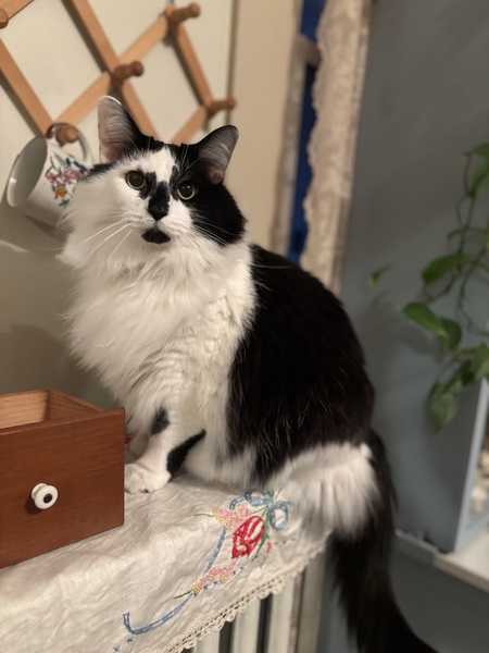 Entry image for Jasper. Clicking this image will show a larger photo