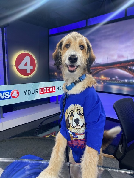 Entry image for Louie Bear. Clicking this image will show a larger photo