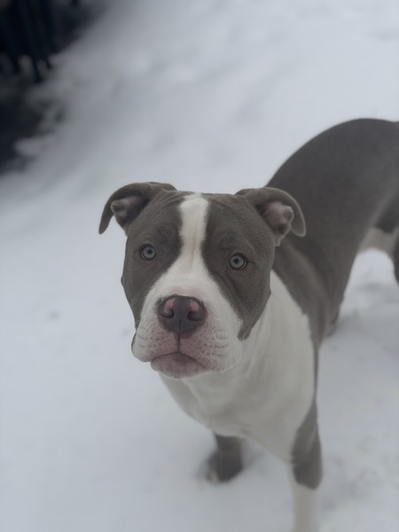 Entry image for Dexter. Clicking this image will show a larger photo