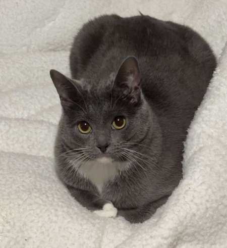 Entry image for Stevie. Clicking this image will show a larger photo