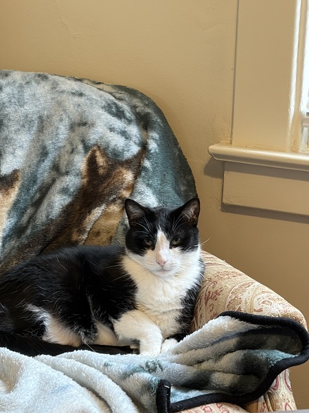 Entry image for Moonie. Clicking this image will show a larger photo