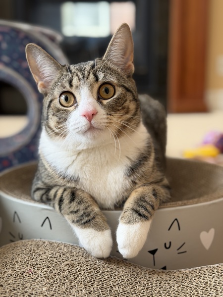 Entry image for Sheeba. Clicking this image will show a larger photo