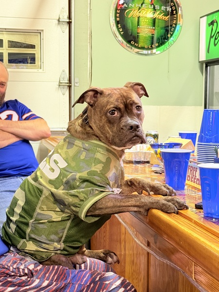 Entry image for Gunner . Clicking this image will show a larger photo