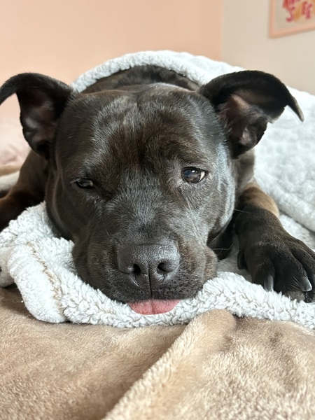 Entry image for Riggi. Clicking this image will show a larger photo