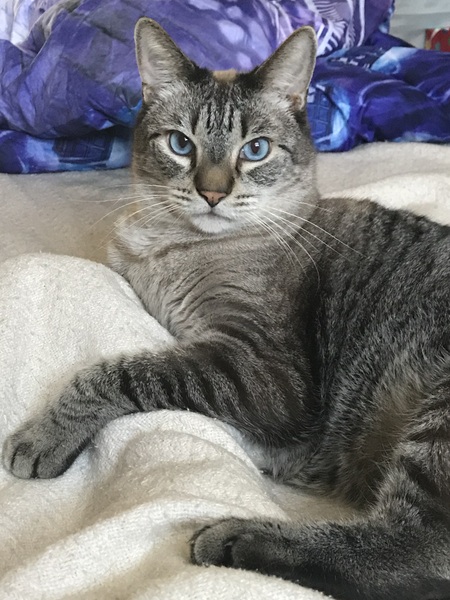 Entry image for Alfred Brahms. Clicking this image will show a larger photo