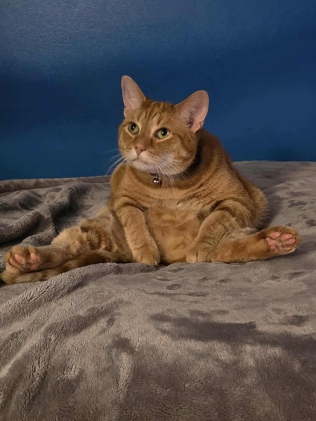 Entry image for Pumpkin. Clicking this image will show a larger photo