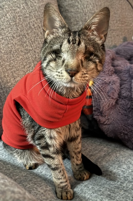 Entry image for Felix . Clicking this image will show a larger photo