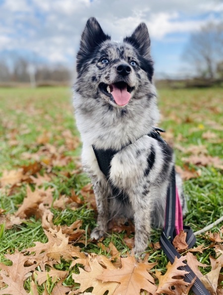 Entry image for Jupiter . Clicking this image will show a larger photo