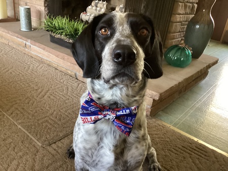 Entry image for Jax. Clicking this image will show a larger photo