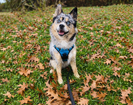 Entry image for Orion. Clicking this image will show a larger photo