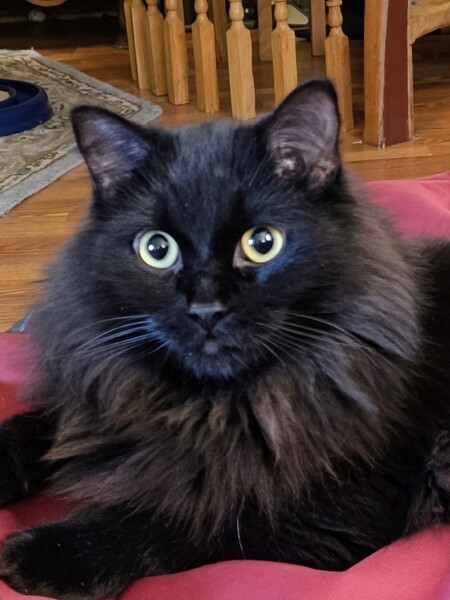 Entry image for Leo. Clicking this image will show a larger photo