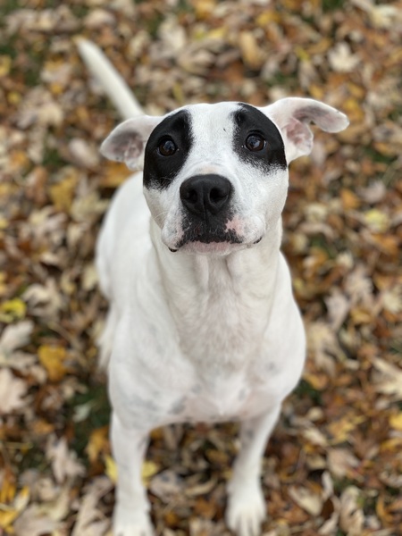 Entry image for Panda. Clicking this image will show a larger photo