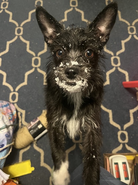 Entry image for Chewie. Clicking this image will show a larger photo