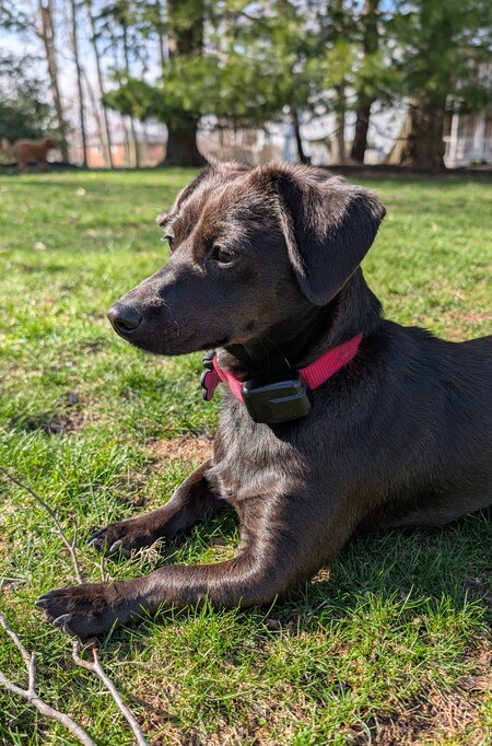 Entry image for Isabella. Clicking this image will show a larger photo