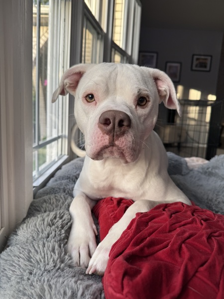 Entry image for Daisy . Clicking this image will show a larger photo