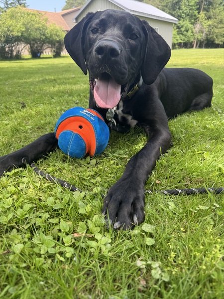 Entry image for Brewer. Clicking this image will show a larger photo