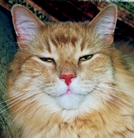 Entry image for Mike (the cat). Clicking this image will show a larger photo