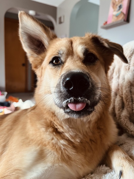 Entry image for Tilly. Clicking this image will show a larger photo