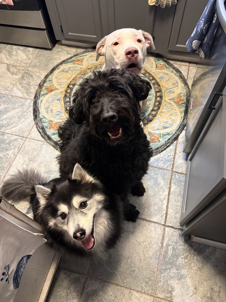 Entry image for Roman Diamond and Mocha . Clicking this image will show a larger photo