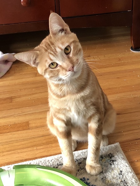 Entry image for Yoda. Clicking this image will show a larger photo