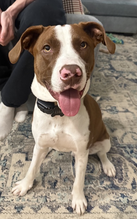 Entry image for Liam. Clicking this image will show a larger photo