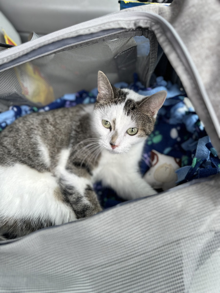 Entry image for Mercy. Clicking this image will show a larger photo