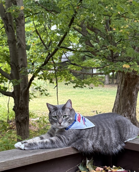 Entry image for Pebbles. Clicking this image will show a larger photo