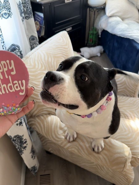 Entry image for Tippi. Clicking this image will show a larger photo