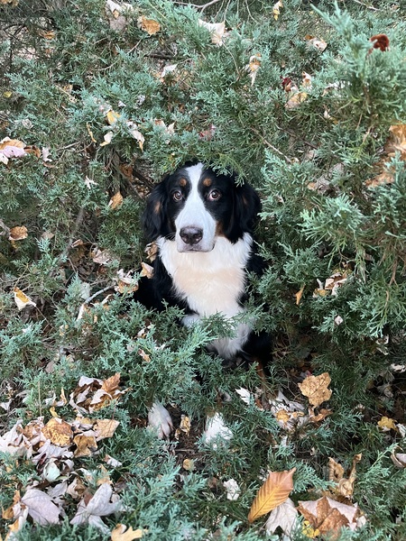 Entry image for Millie. Clicking this image will show a larger photo