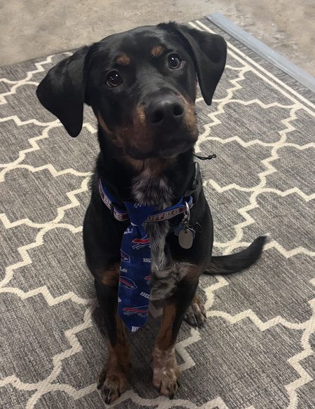 Entry image for Ozzy. Clicking this image will show a larger photo