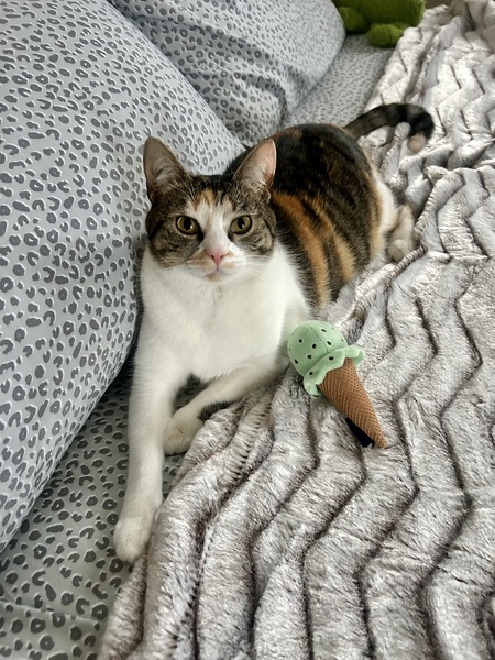 Entry image for Cali. Clicking this image will show a larger photo