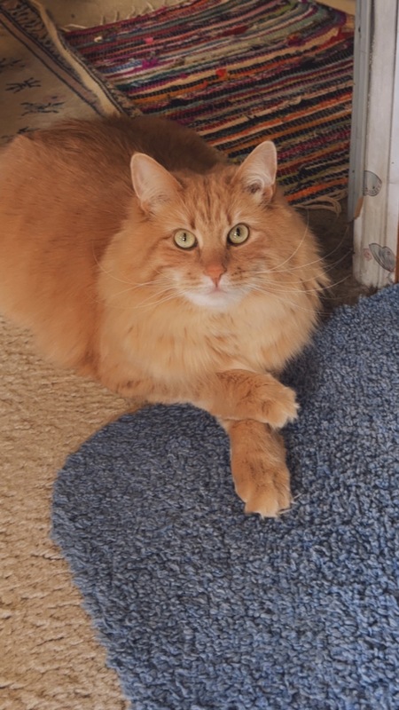 Entry image for Tatey Tot. Clicking this image will show a larger photo