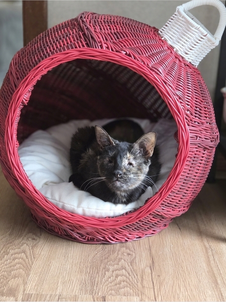 Entry image for Mokey. Clicking this image will show a larger photo