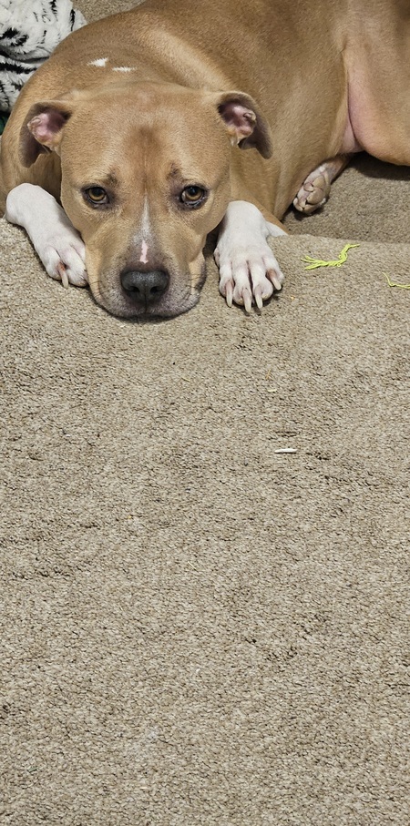 Entry image for Carter . Clicking this image will show a larger photo