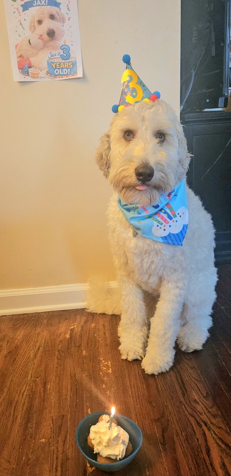 Entry image for Jax. Clicking this image will show a larger photo