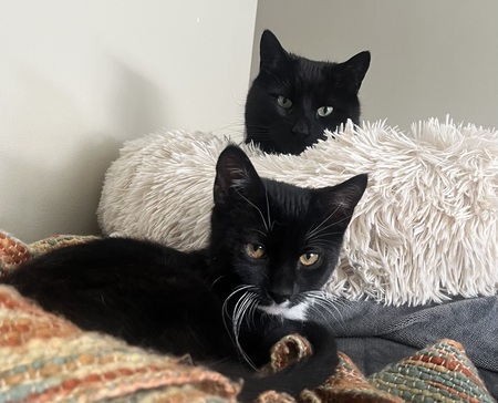 Entry image for Boo and Jack. Clicking this image will show a larger photo