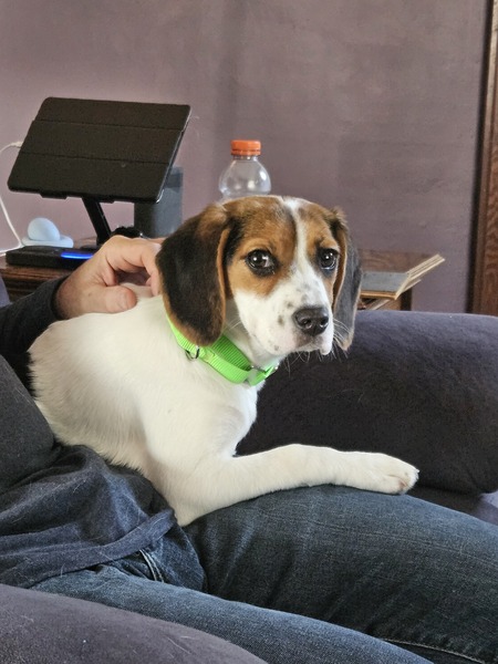 Entry image for Gracie Lou . Clicking this image will show a larger photo