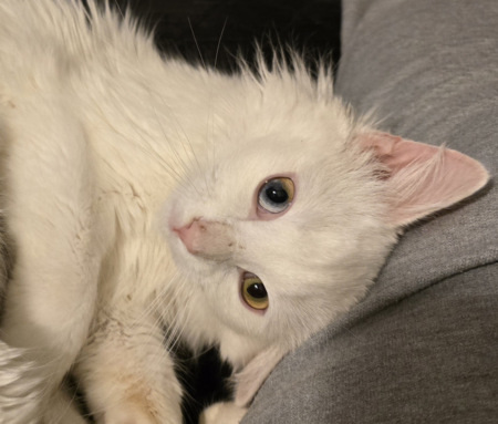 Entry image for Riley. Clicking this image will show a larger photo