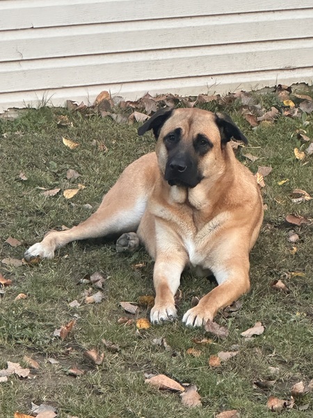 Entry image for Sly. Clicking this image will show a larger photo