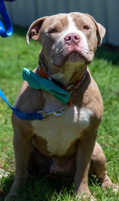 Entry image for Thor. Clicking this image will show a larger photo