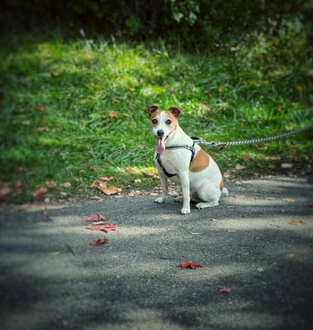 Entry image for RJ. Clicking this image will show a larger photo