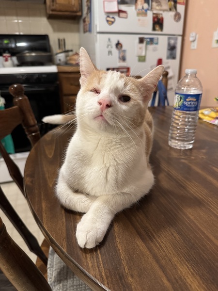 Entry image for Roomba. Clicking this image will show a larger photo