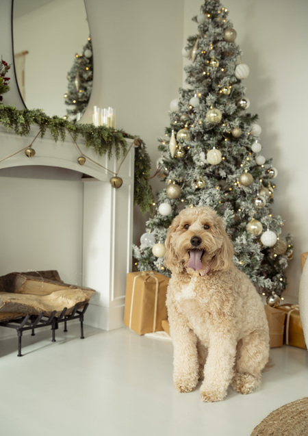 Entry image for Sophie. Clicking this image will show a larger photo